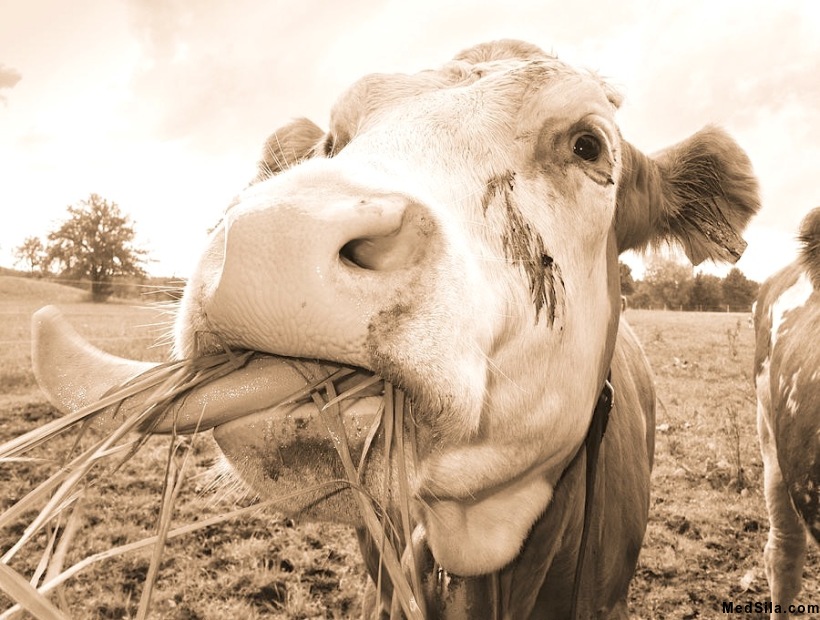 Корова, жующая солому